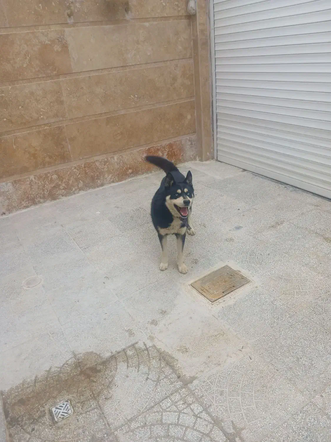 سگ هاسگی|سگ|کرج, اخگرآباد|دیوار