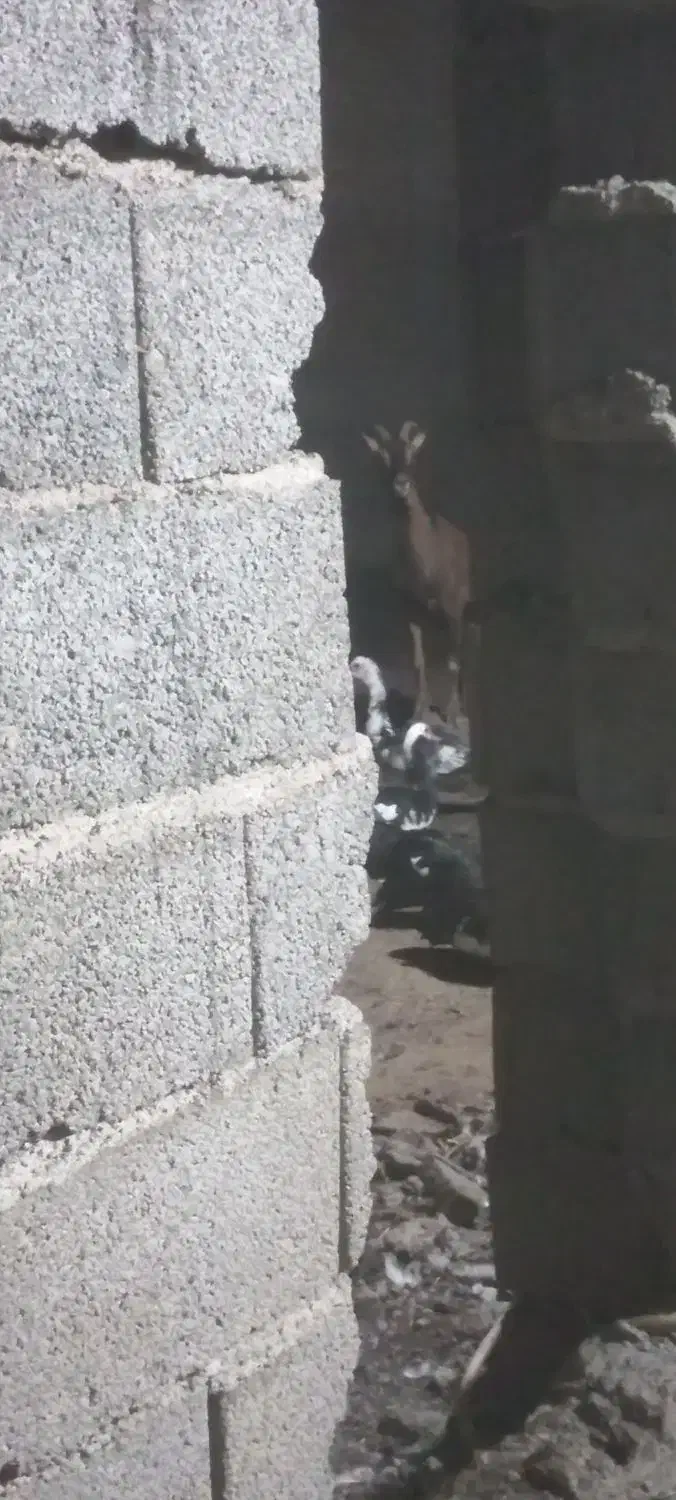 تخم اردک خارجی|حیوانات مزرعه|گرگان, |دیوار