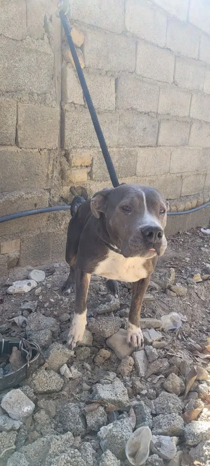 سگ پیتبول ماده ونر|سگ|ماهدشت, |دیوار