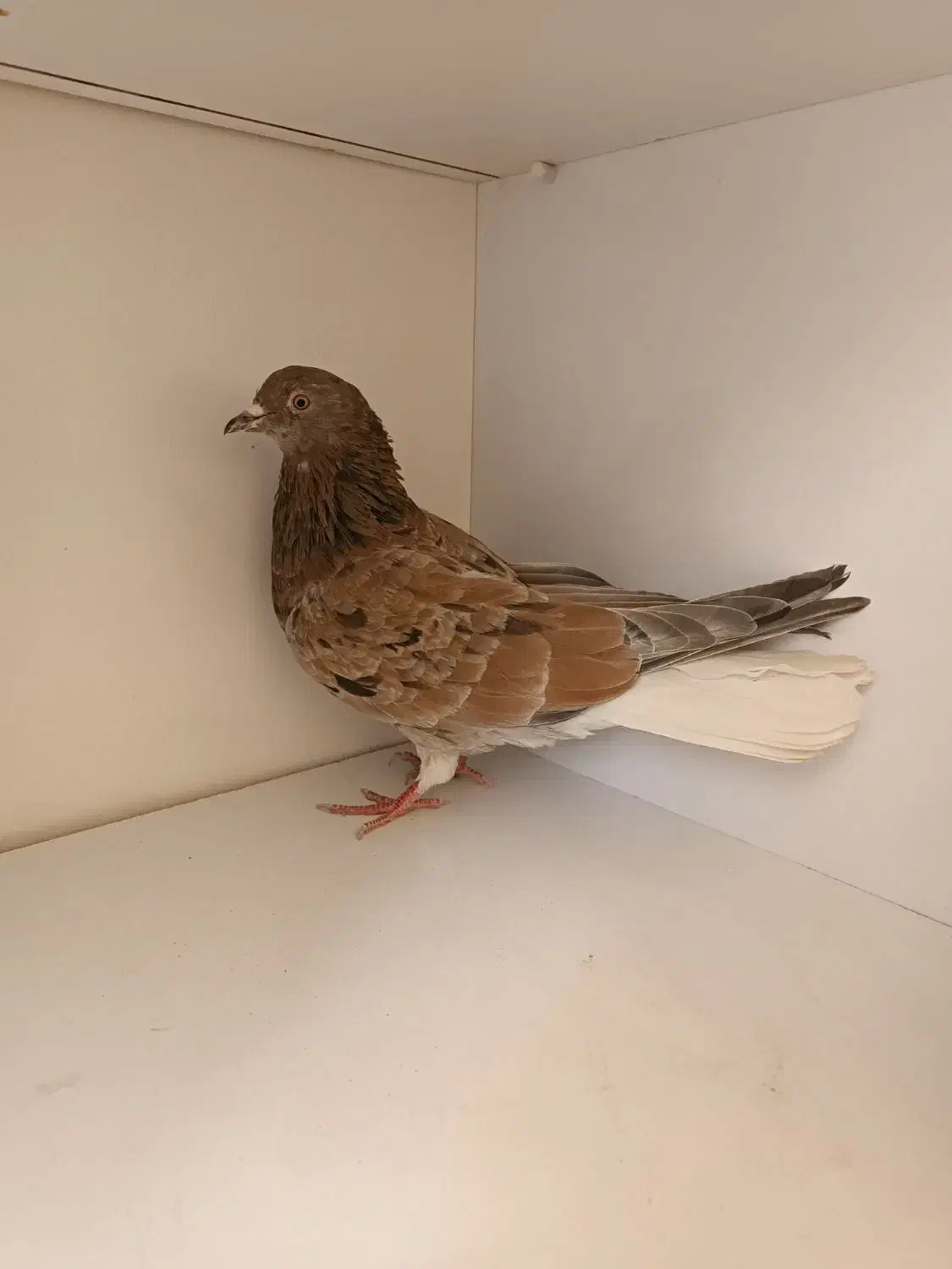 کفتر سرور دم سفید|پرنده|فردیس, شهرک ناز|دیوار