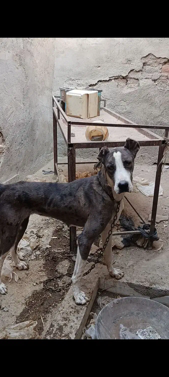 واگذاری ی سگ|سگ|زاهدان, |دیوار