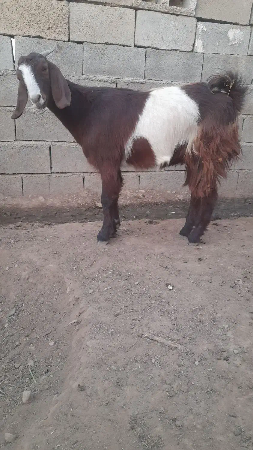 بزغاله ماده دورگه|حیوانات مزرعه|بیستون, |دیوار