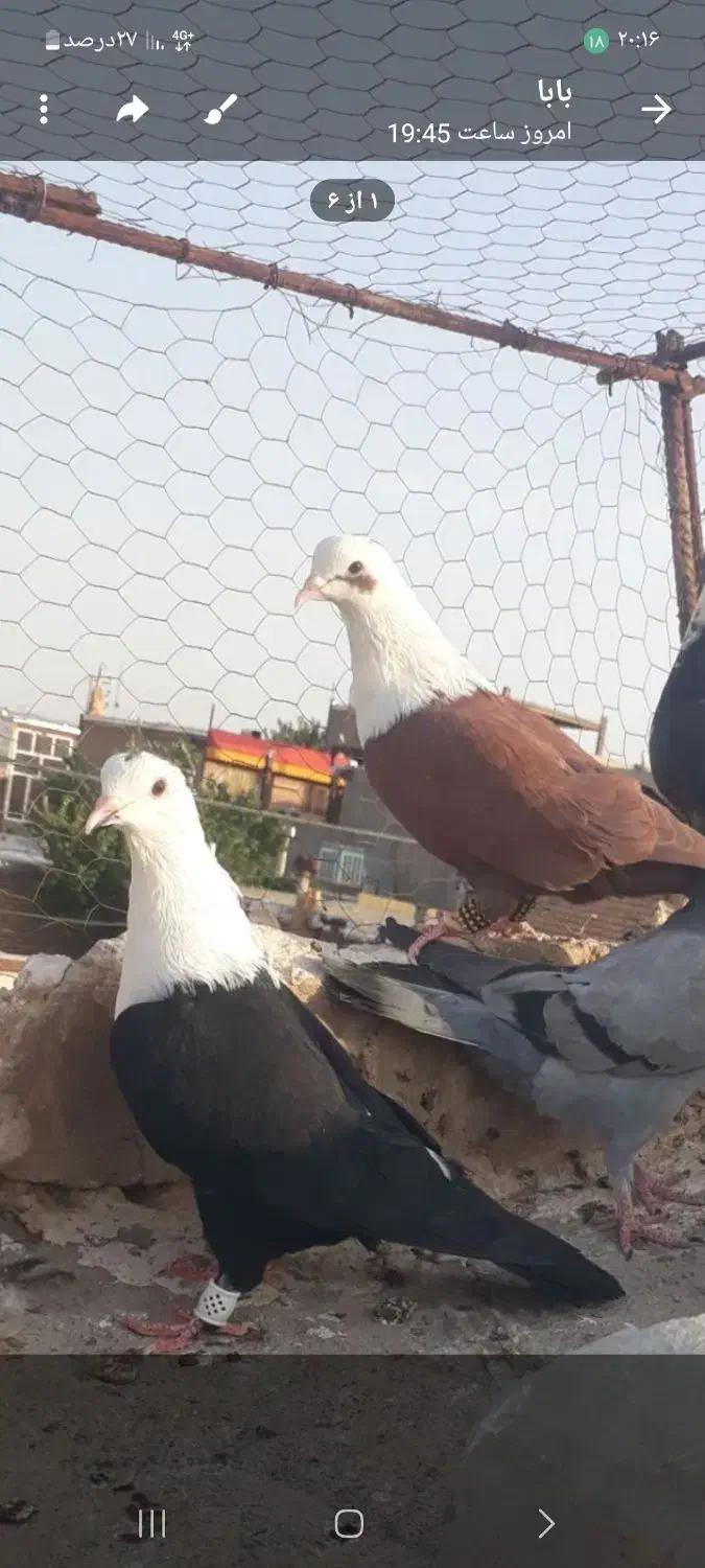 نرماده کلاغ خوشگل|پرنده|تربت‌حیدریه, باغ ملی|دیوار