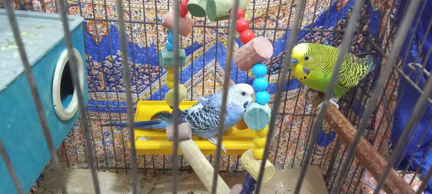 مرغ عشق دو جفت|پرنده|چاراویماق, |دیوار