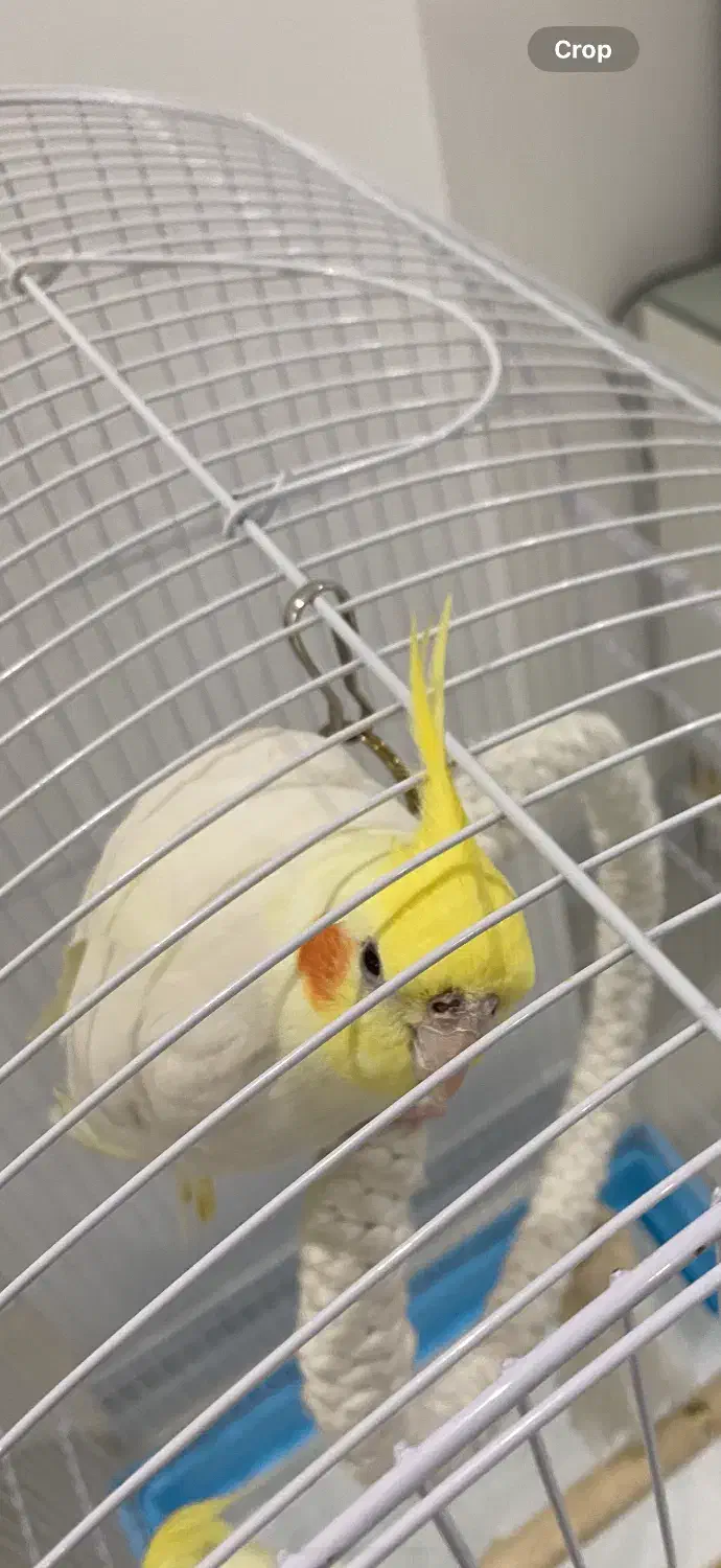 عروس هلندی گمشده|حیوانات|قم, بنیاد|دیوار