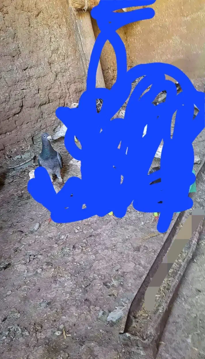 کبوتر گم شده|پرنده|دشتابی, |دیوار