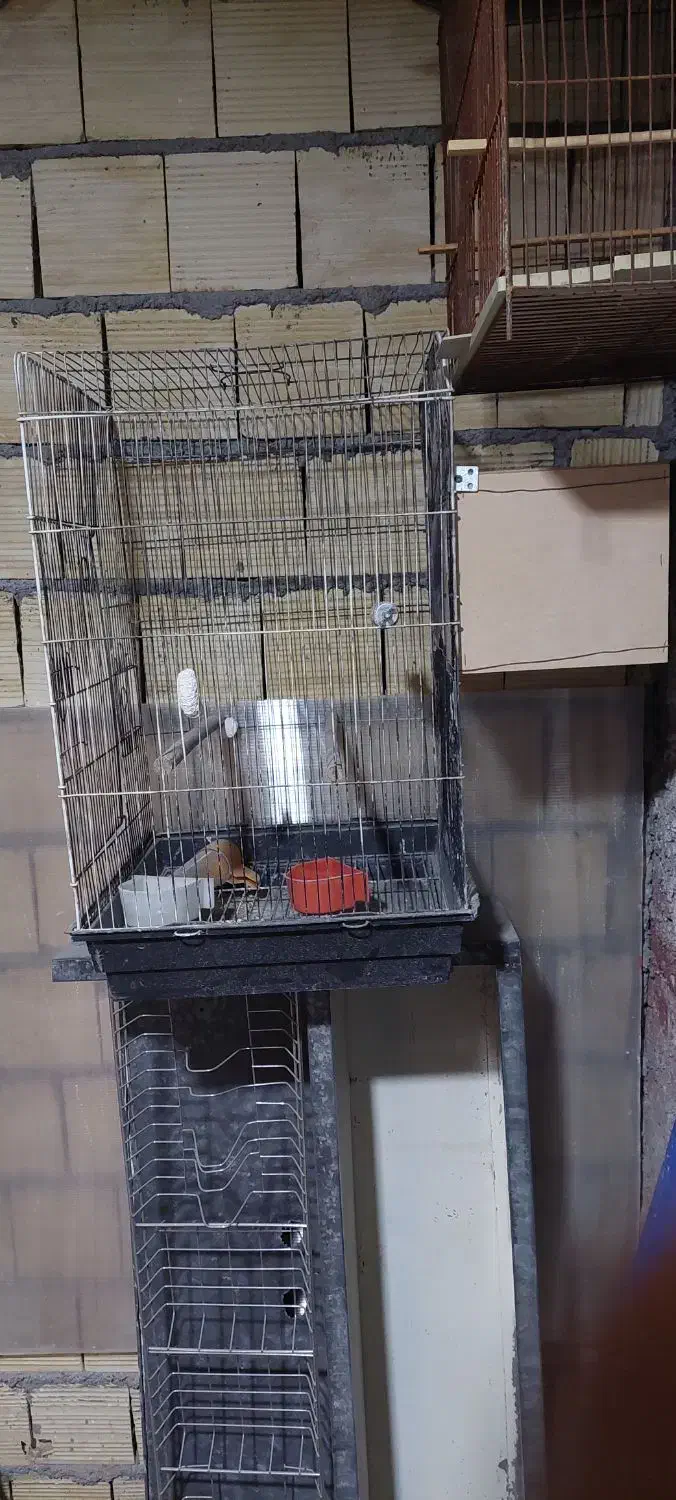 دو عدد قفس|لوازم جانبی حیوانات|یزد, |دیوار