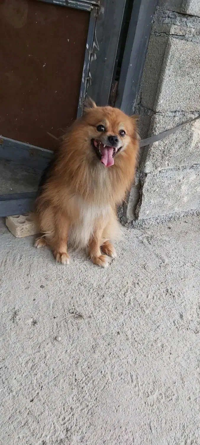 سگ گمشده|حیوانات|ایذه, |دیوار