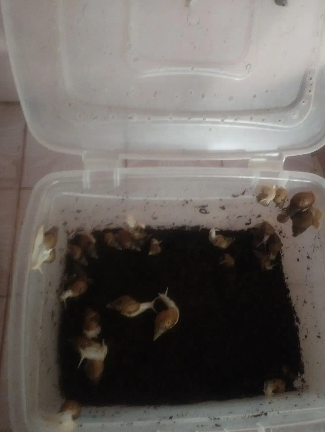 حلزون|خزنده|اصفهان, عمان سامانی|دیوار