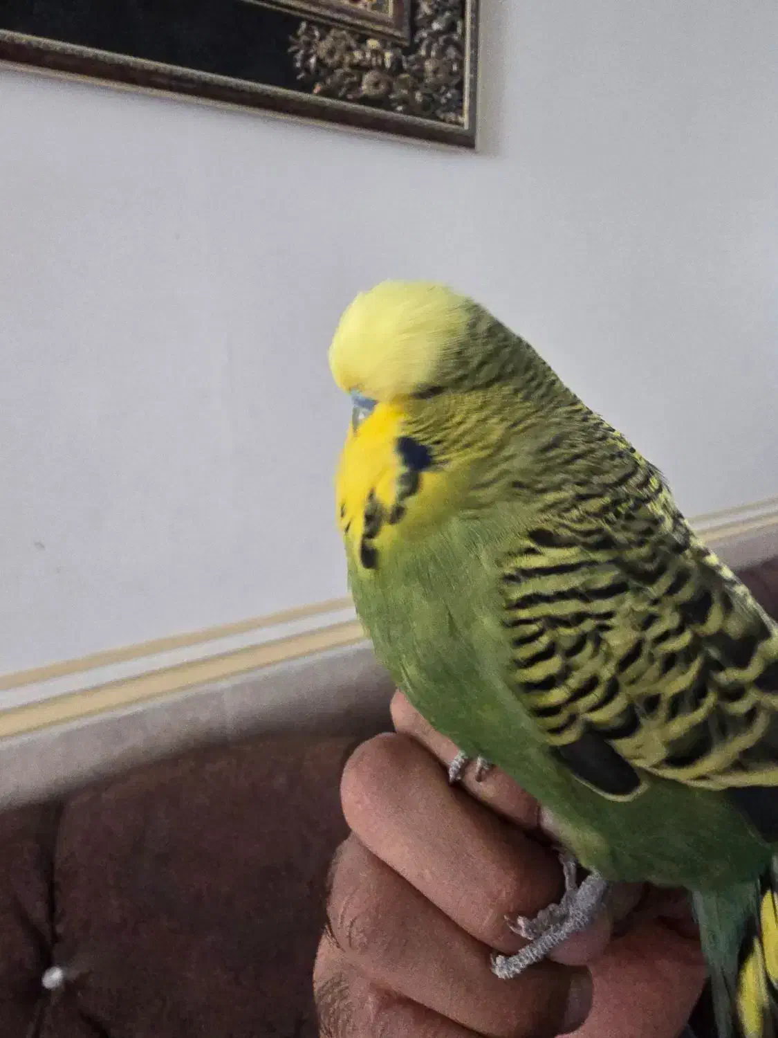 مرغ عشق انگلیسی اصل دستی ومرغ مینا|پرنده|یزد, |دیوار