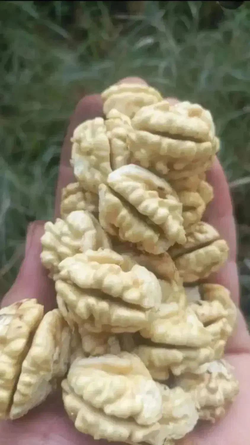 گردو با کیفیت تویسرکان پوست کاغذی|خوردنی و آشامیدنی|محمدشهر, کوی بهار|دیوار