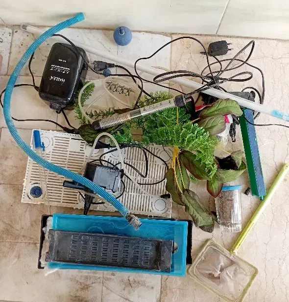 آکواریوم معاوضه|ماهی|آستانه اشرفیه, |دیوار