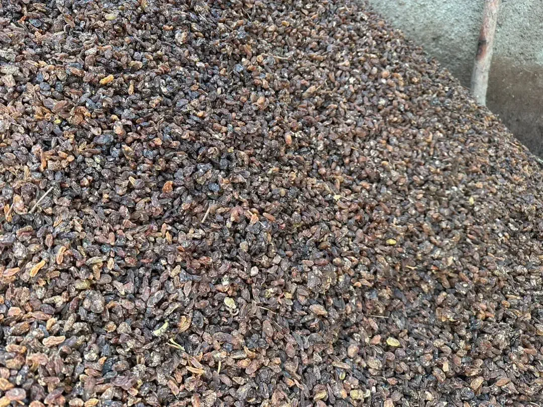 کشمش اعلا برای دبه برای پاتیل هر یک کیلو ی لیتر ج|خوردنی و آشامیدنی|گرگان, |دیوار