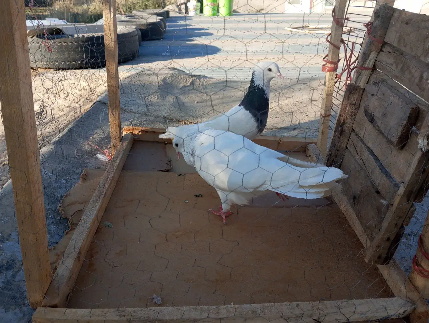 طوقی|پرنده|سنقر, |دیوار