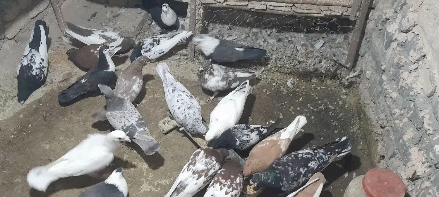 کفتر|پرنده|تربتحیدریه, بیمارستان رازی|دیوار