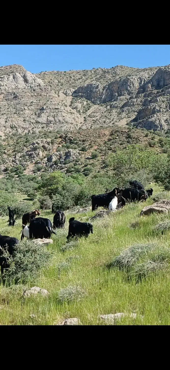 فروش ۱۲ راس بز جوان کوه چر|حیوانات مزرعه|درودزن, |دیوار