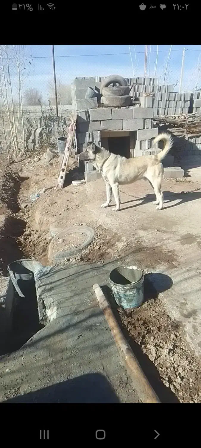 سگ‌سرابی|سگ|سراب, |دیوار