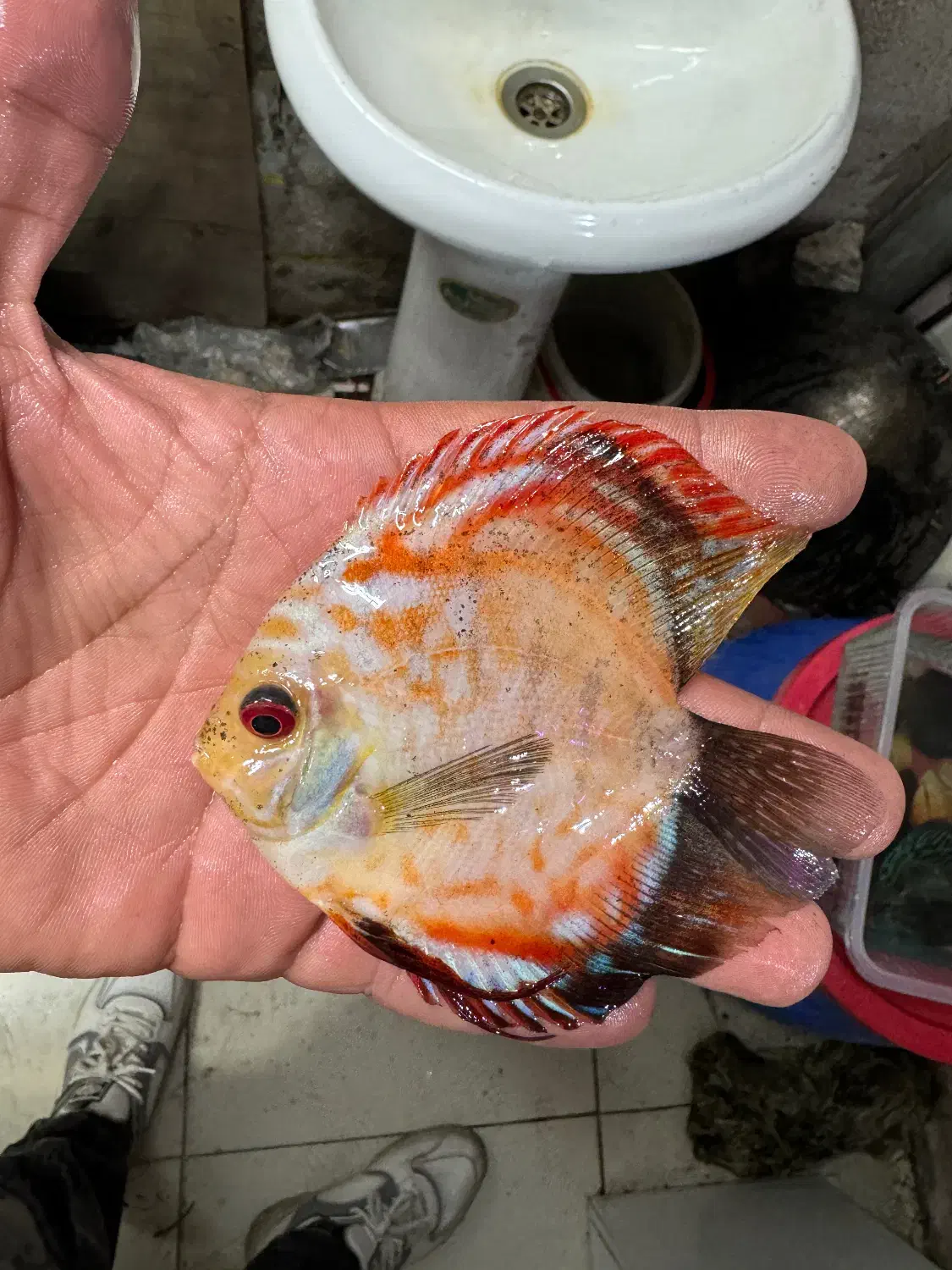 ماهی اکواریوم دیسکس|ماهی|پاکدشت, پاکدشت (مامازند)|دیوار