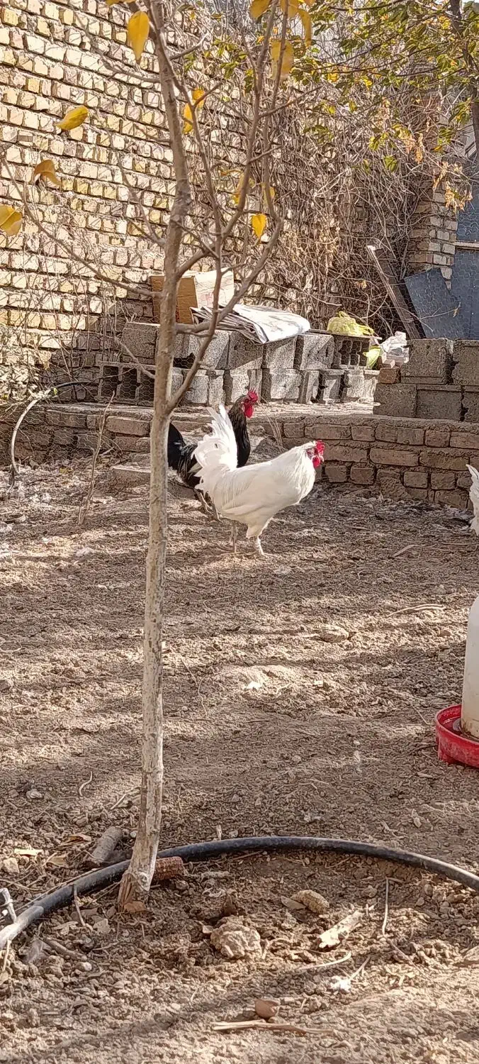 خروس|حیوانات مزرعه|قزوین, |دیوار