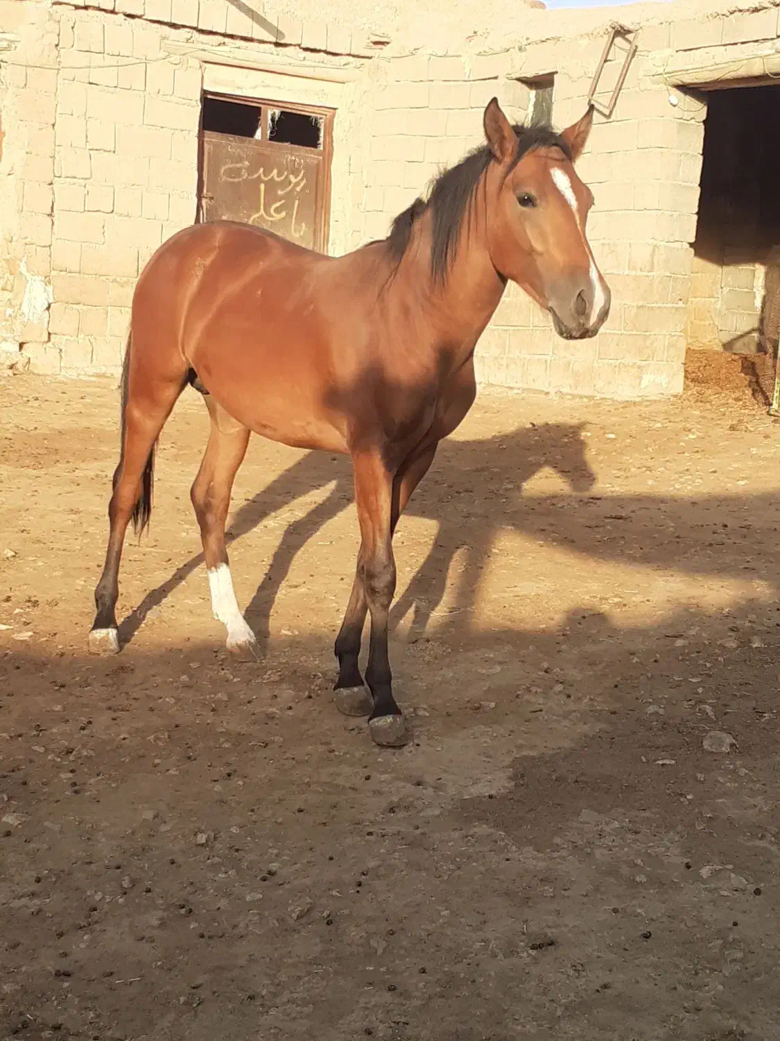 فروش اسب|اسب و تجهیزات اسب‌سواری|مراغه, |دیوار