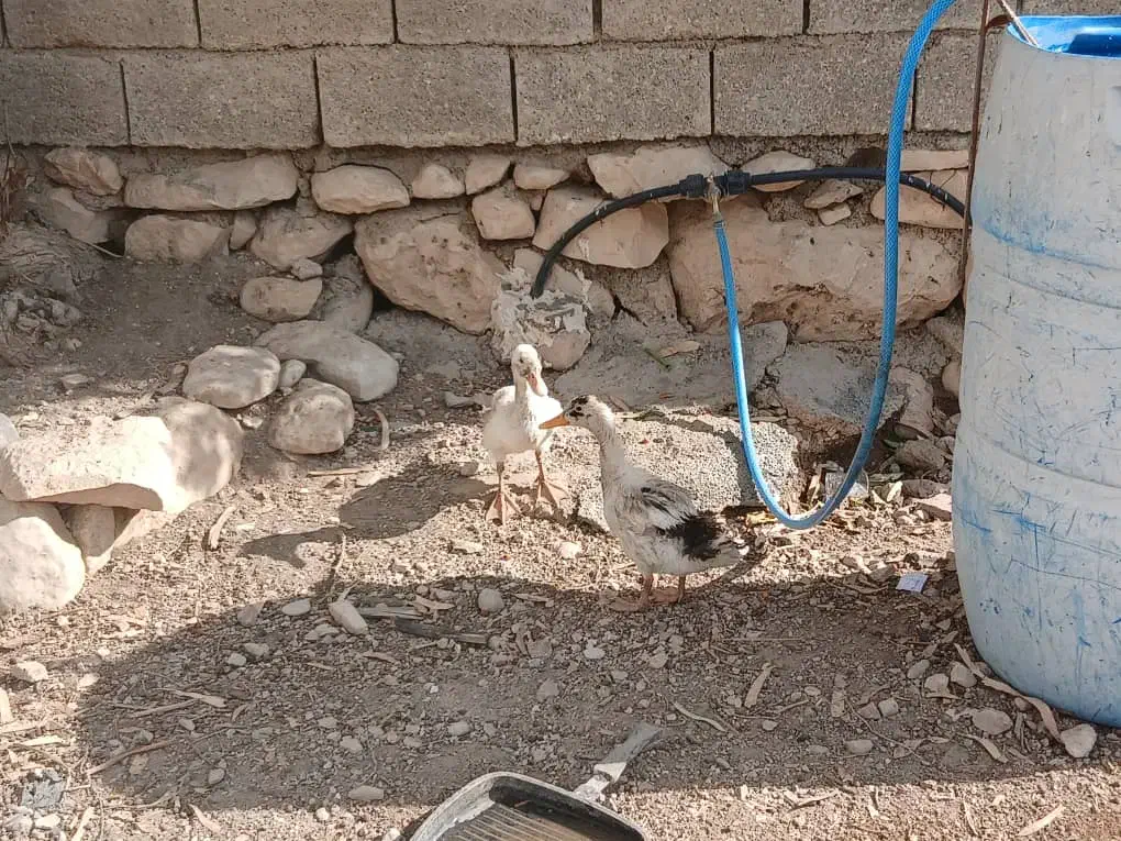 جوجه اردک|حیوانات مزرعه|جره و بالاده, |دیوار