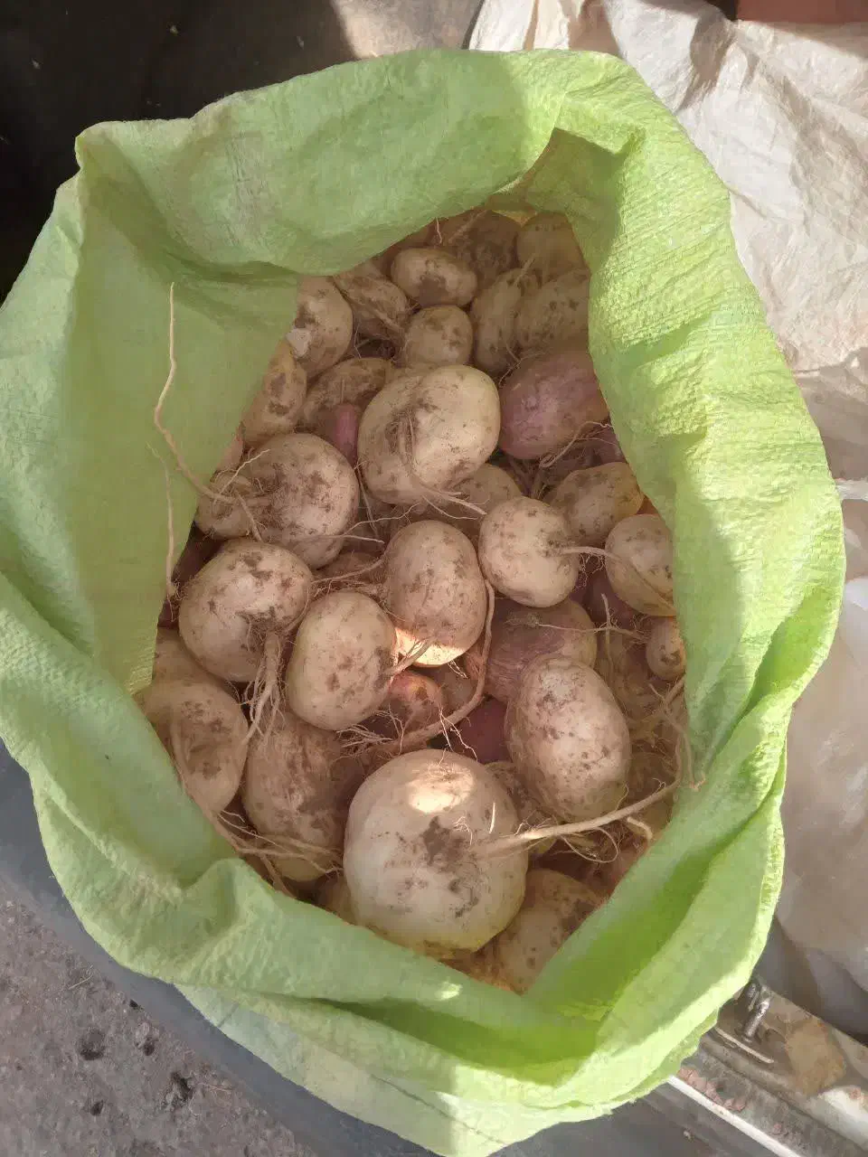 شلغم|خوردنی و آشامیدنی|فردوس (خراسان), |دیوار