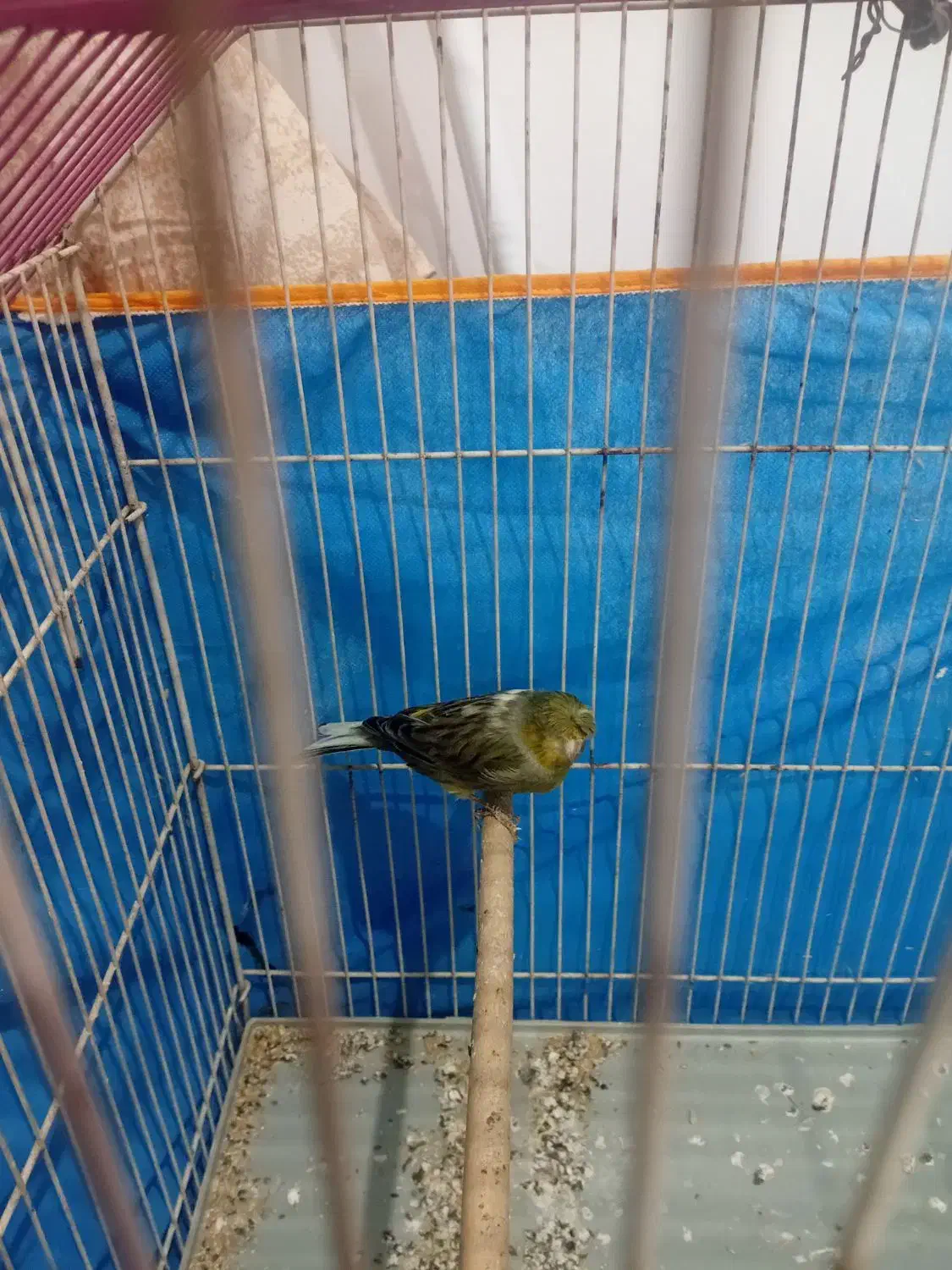 قناری بخون|پرنده|کرمان, |دیوار