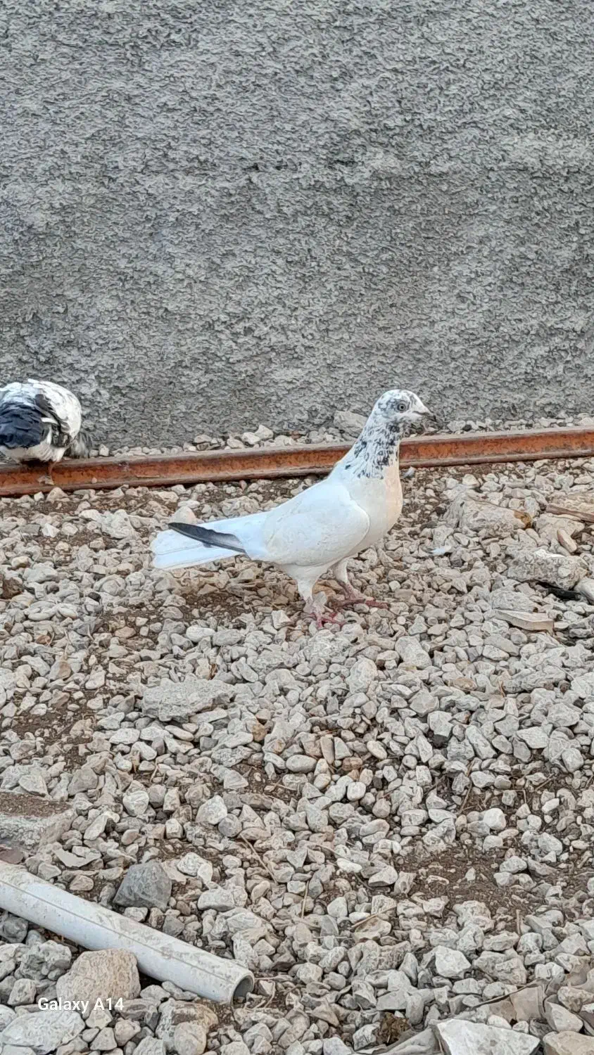 کبوتر جوان|پرنده|لامرد, |دیوار