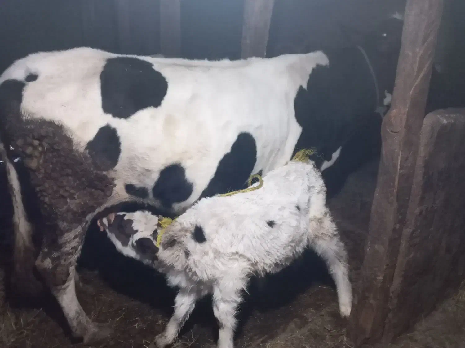 گاو|حیوانات مزرعه|املش, |دیوار