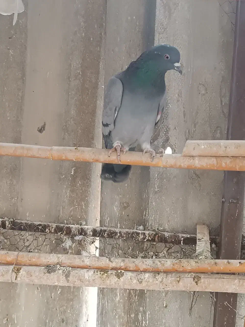 پرشی‌به‌شرت|پرنده|ری, تقی آباد|دیوار