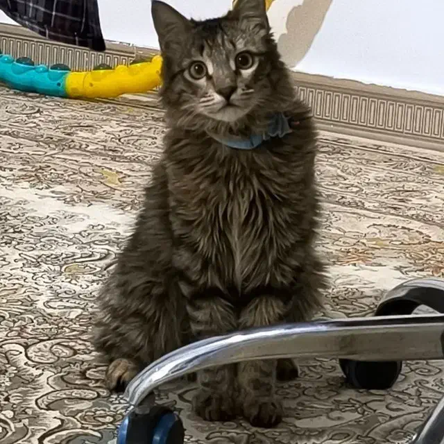 گمشده|گربه|قرچک, مهدیه|دیوار