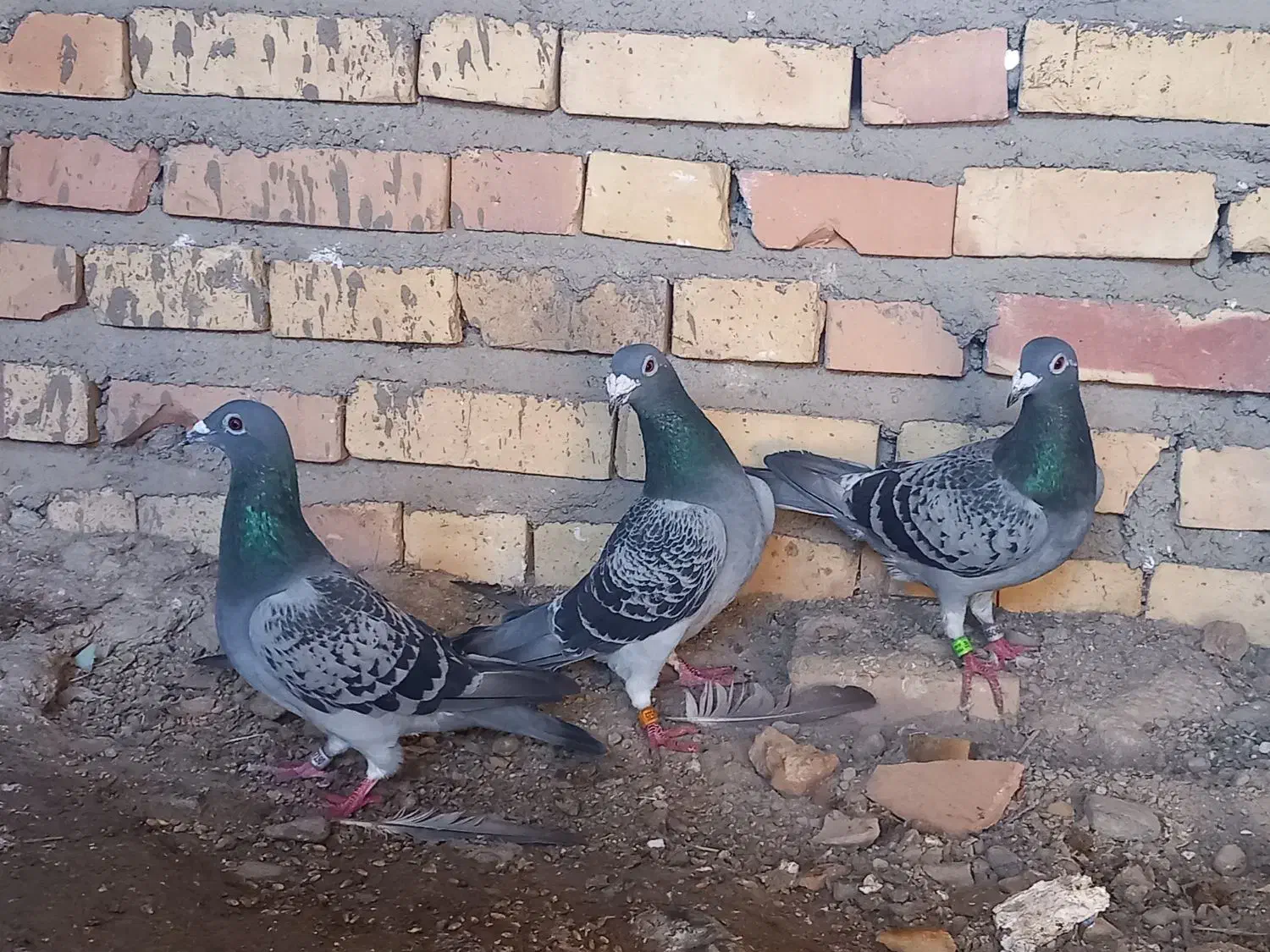 کبوتر|پرنده|سرخنکلاته, |دیوار