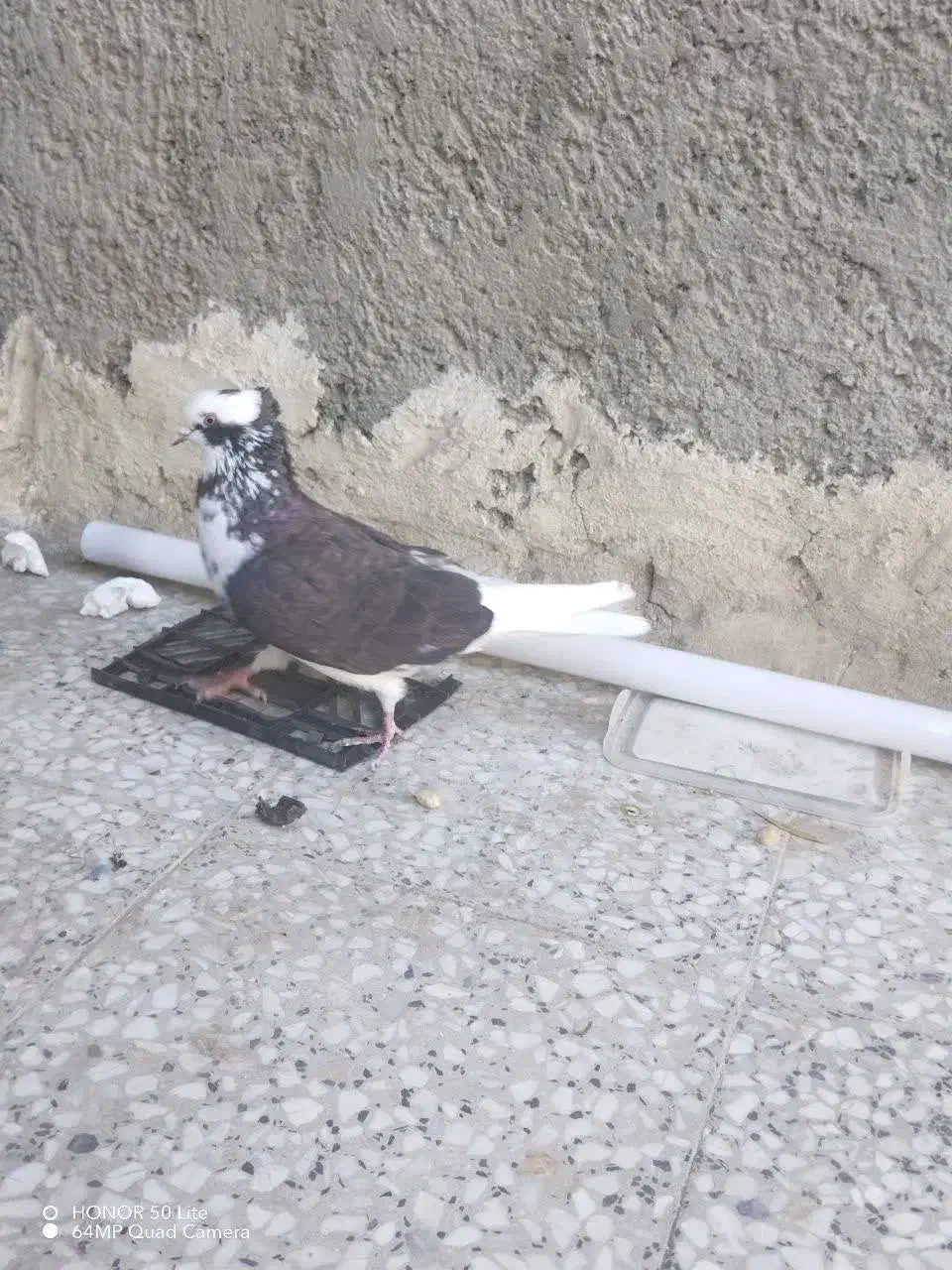 شازده|پرنده|وحیدیه, |دیوار