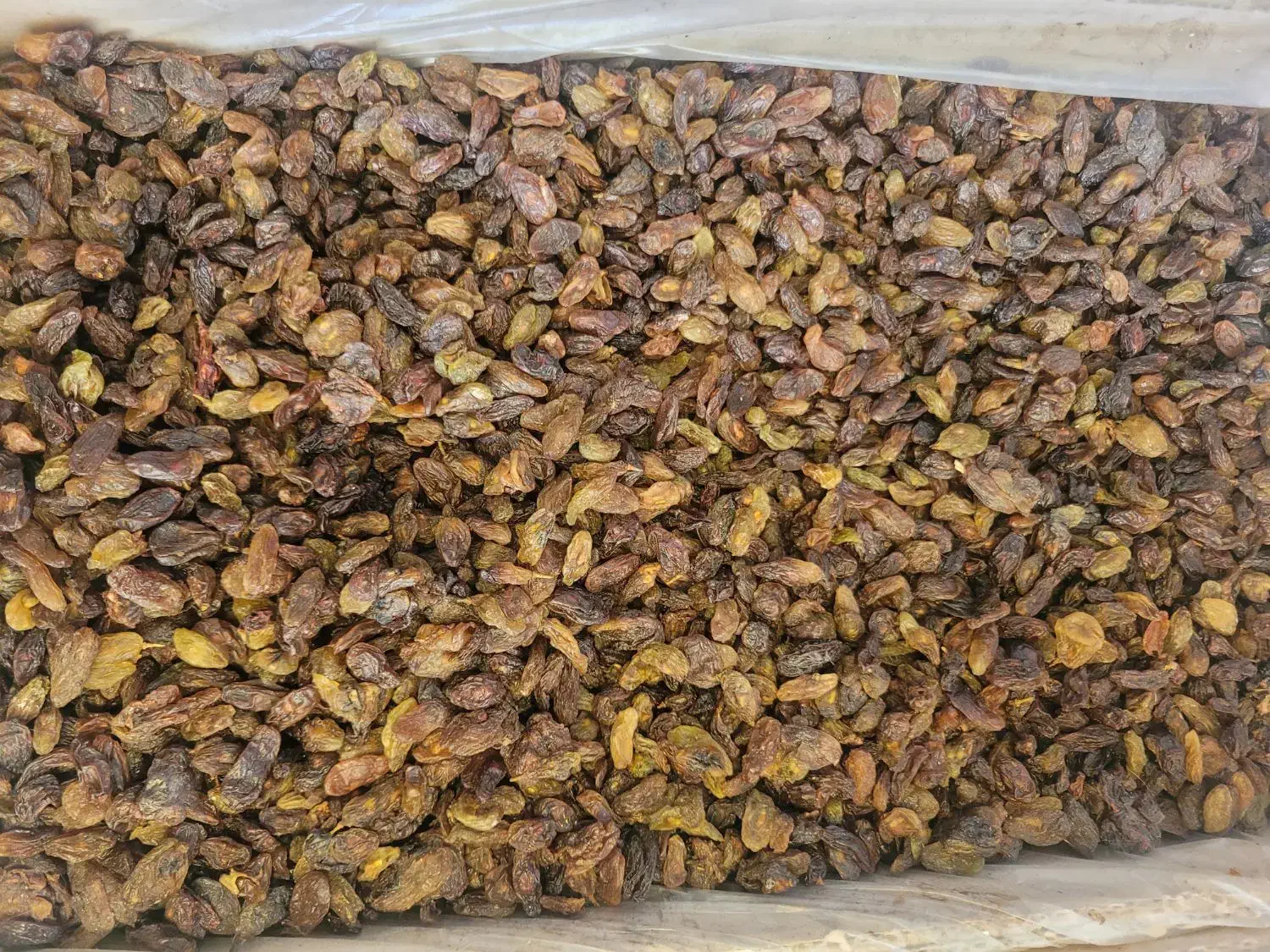 کشمش افتابی محمدکاشمری|عمده‌فروشی|تهران, کرمان|دیوار