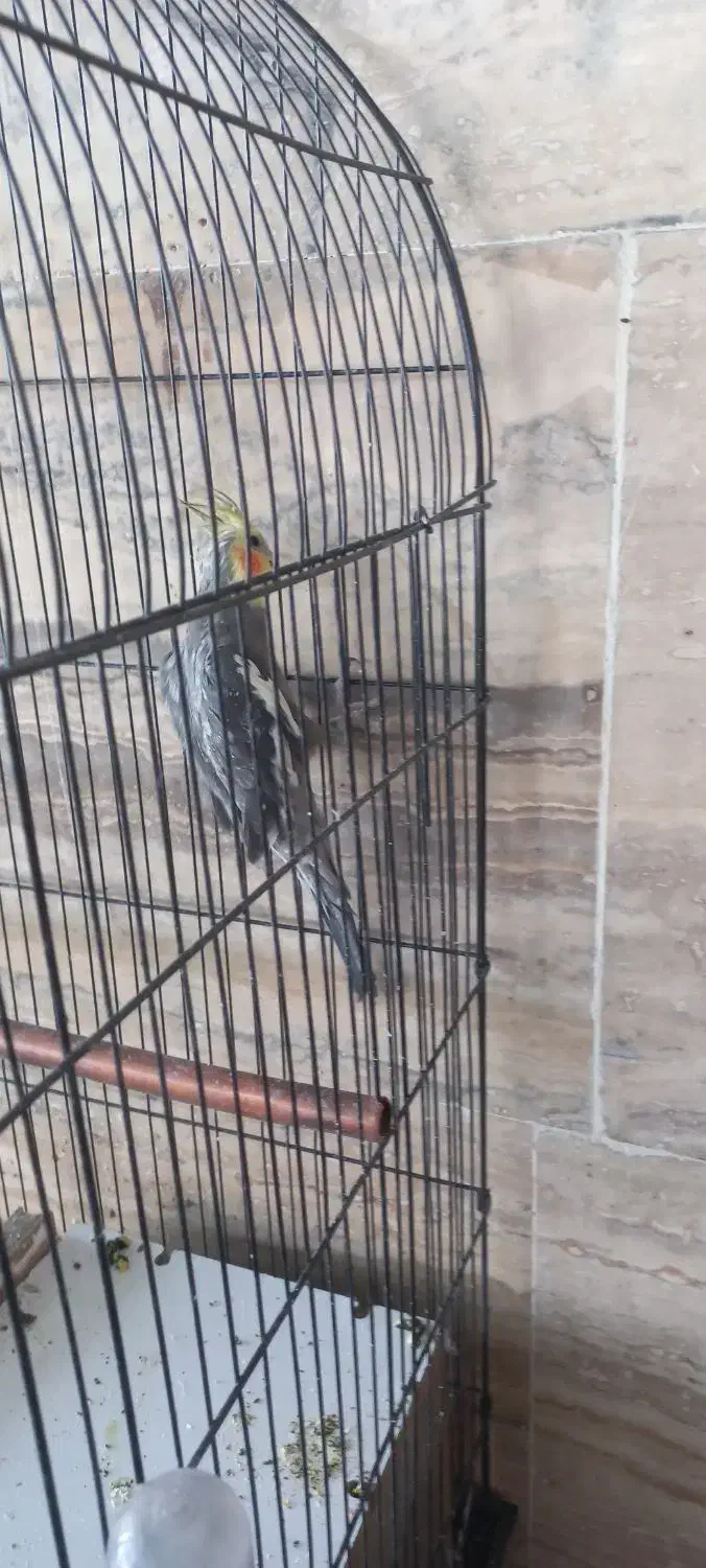 عروس هلندی با قفس|پرنده|محلات, |دیوار