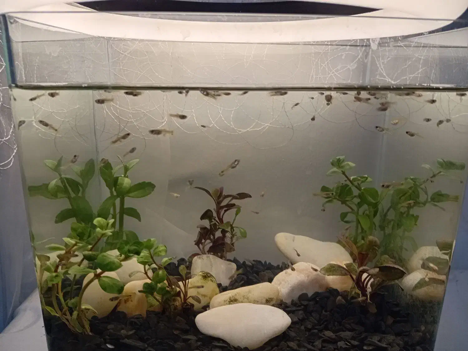 بچه گوپی|ماهی|فردیس, فردیس|دیوار