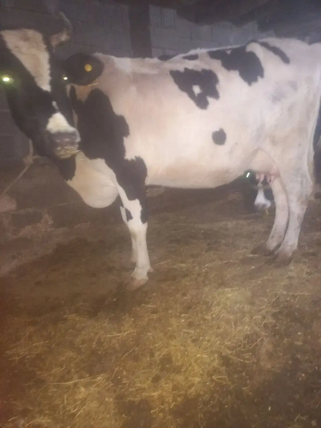 گاو پر شیر باگوساله سیمینتال نر بزرگ|حیوانات مزرعه|ماهنشان, |دیوار