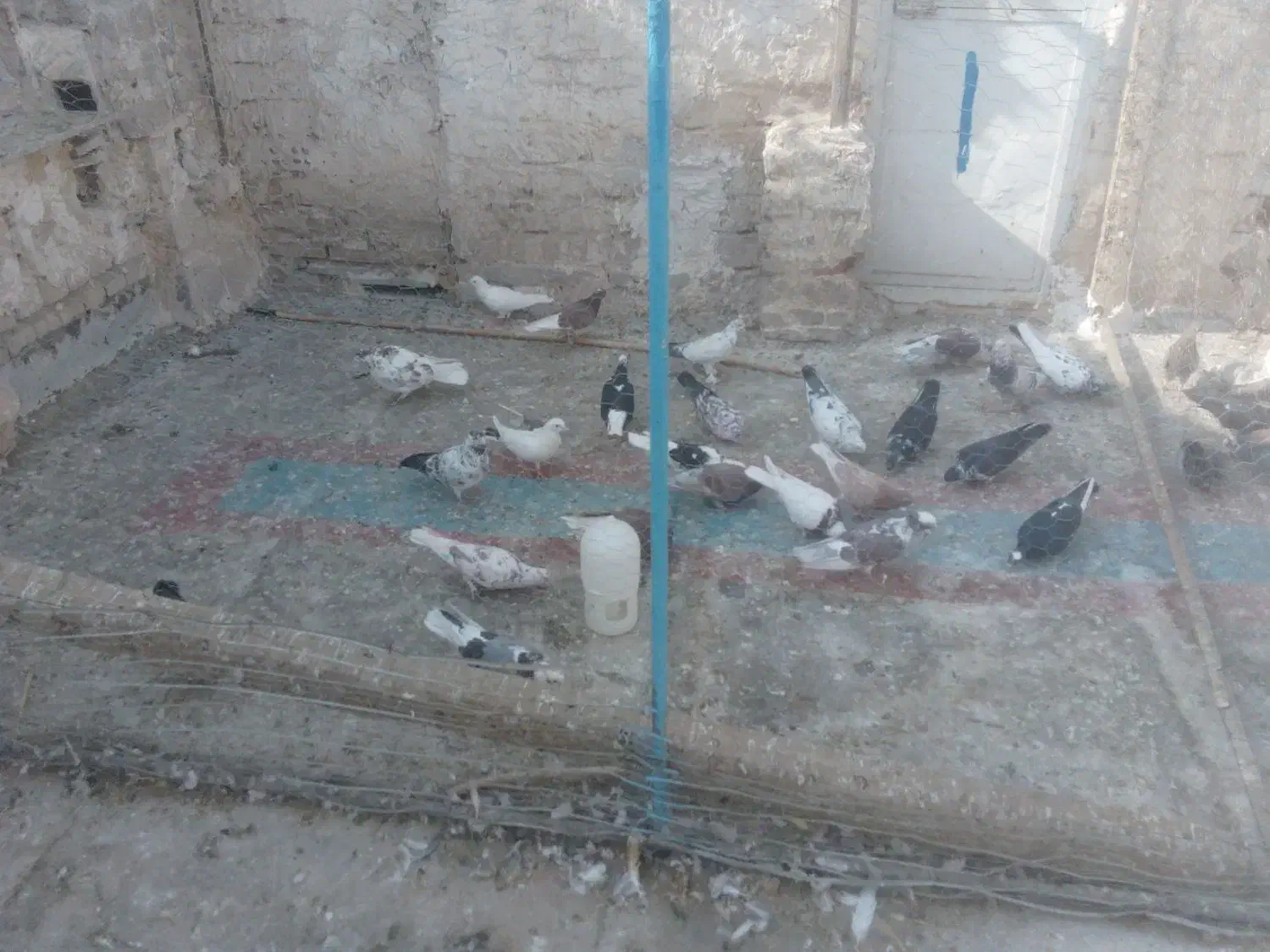 جوجه گرویی پرشی|پرنده|قنوات, |دیوار