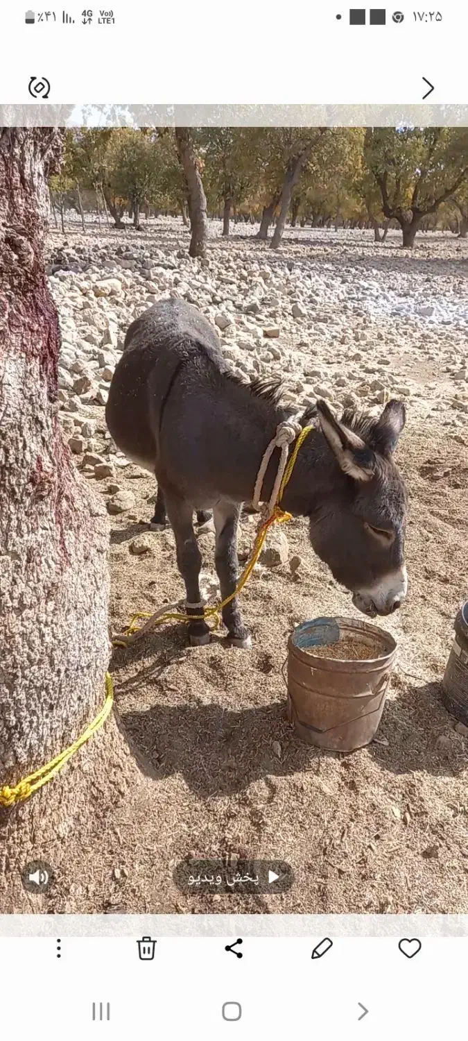فروش خر|حیوانات مزرعه|شیراز, لاله|دیوار