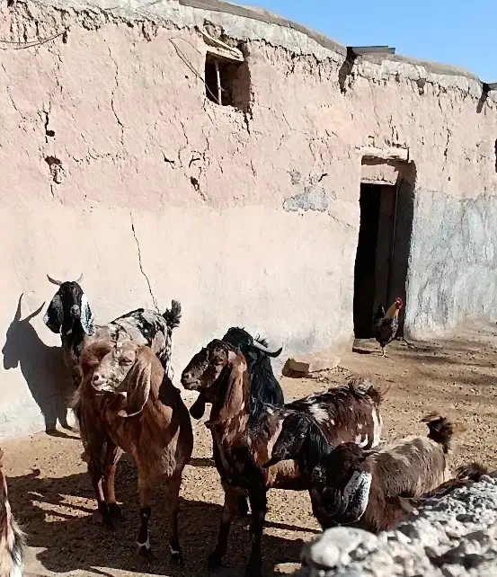 خرید بزغاله|حیوانات مزرعه|رادکان, |دیوار