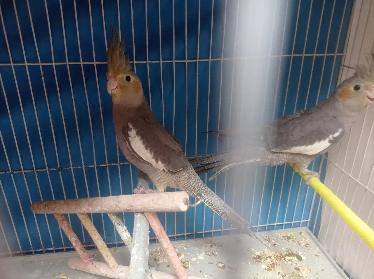 عروس هلندی سیامون|پرنده|مشهد, اقبال|دیوار