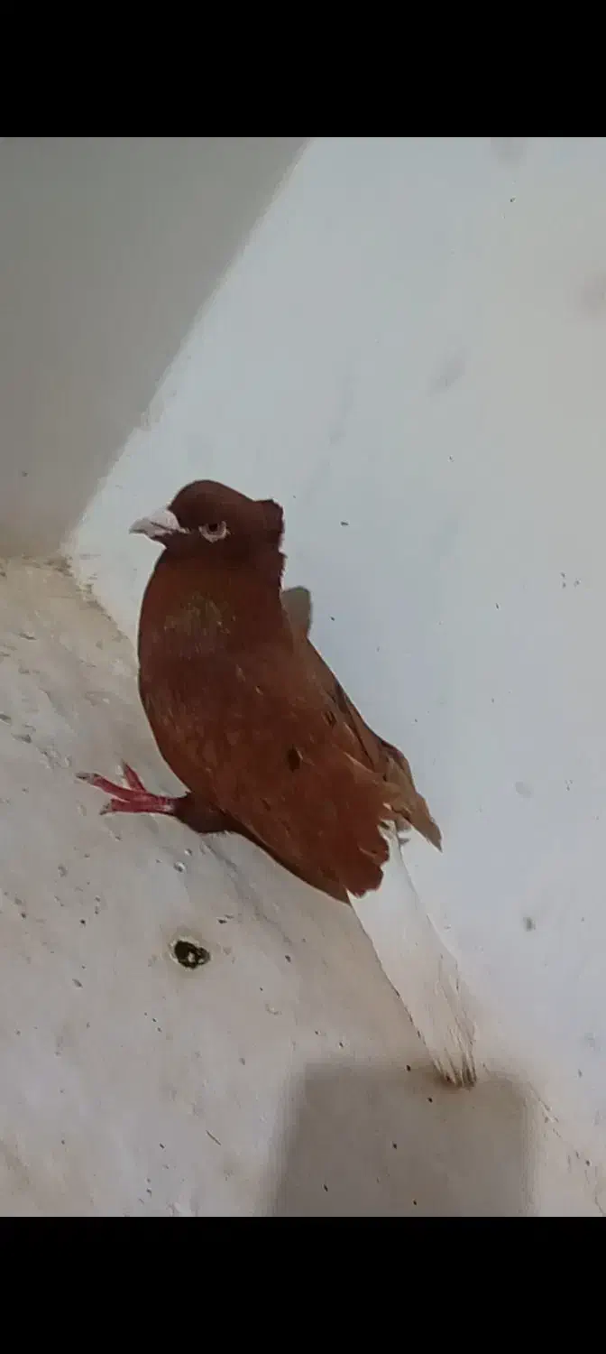 دم سفید نر|پرنده|جوین, |دیوار