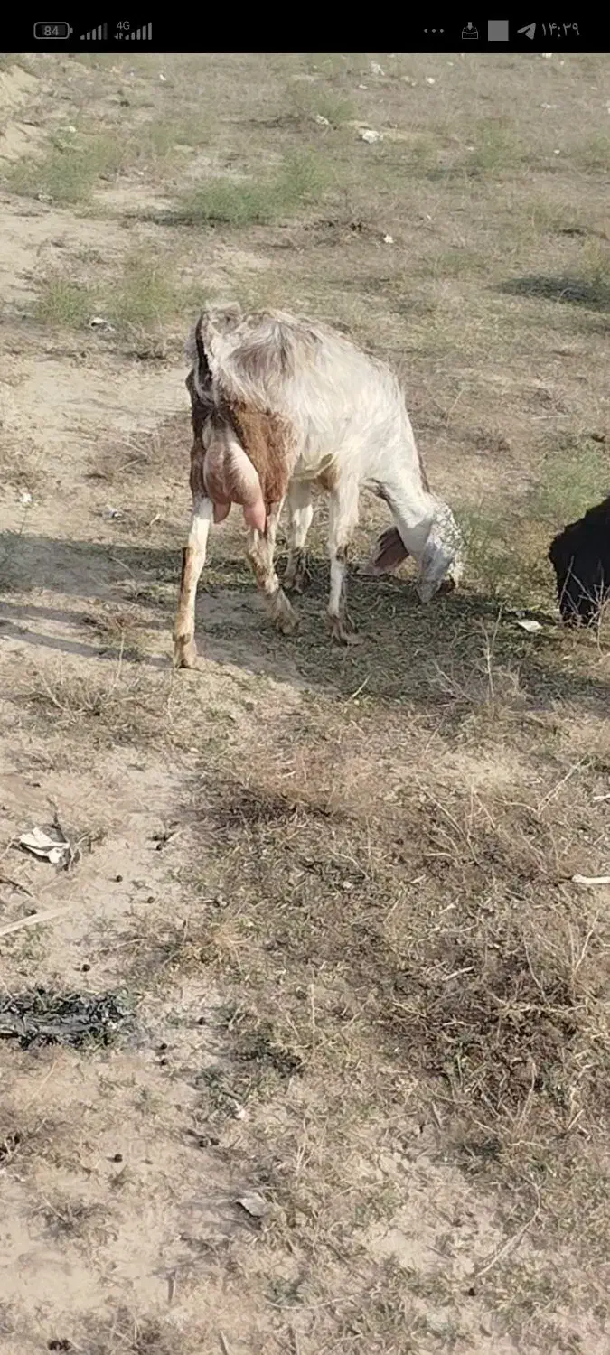 طوقلی گوسفند دوقولوزا|حیوانات مزرعه|گنبد کاووس, |دیوار