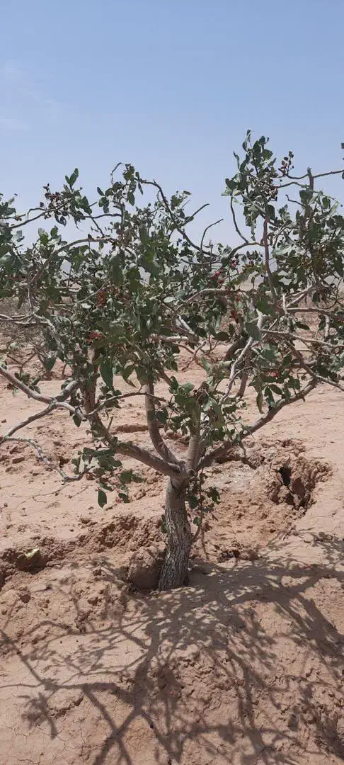 حراج باغ پسته|فروش زمین و ملک کلنگی|کاشمر, |دیوار