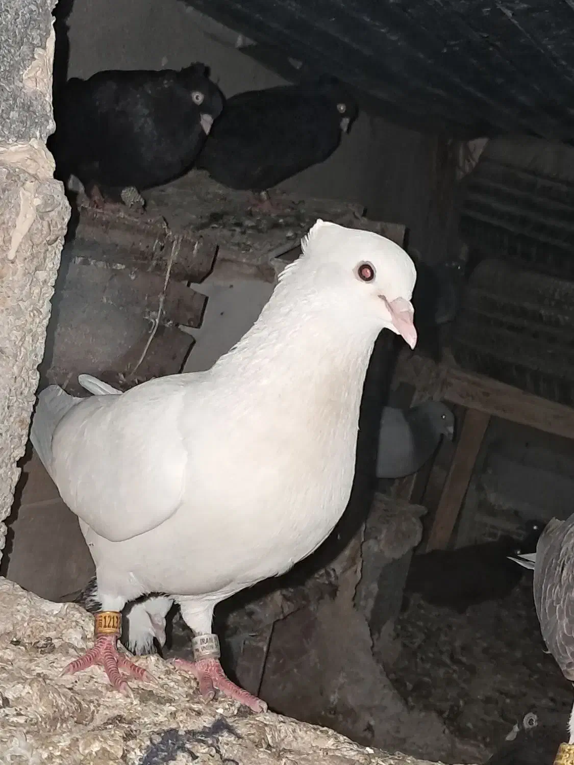 کبوترسفیدوطوقی|پرنده|سعدآباد, |دیوار