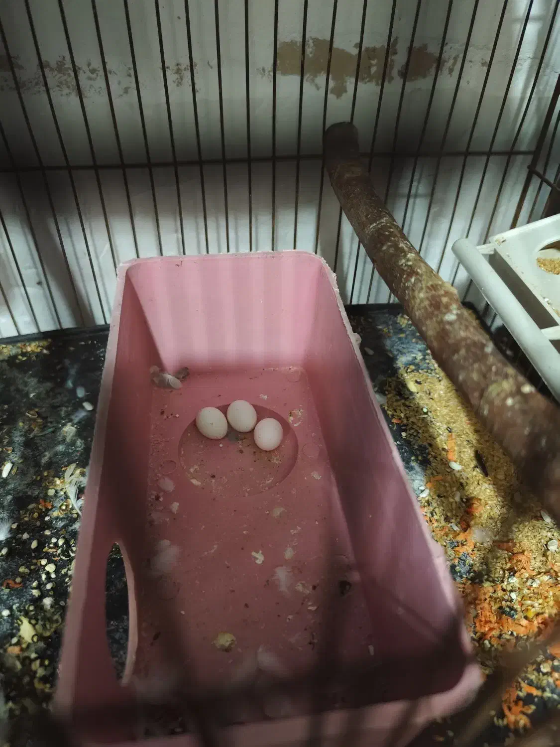 فروش فوق العاده مرغش مولد با جوجه|پرنده|شهرکرد, |دیوار