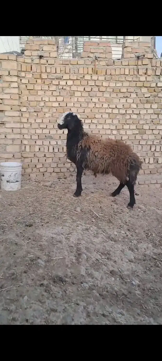 قوچ|حیوانات مزرعه|مهریز, |دیوار