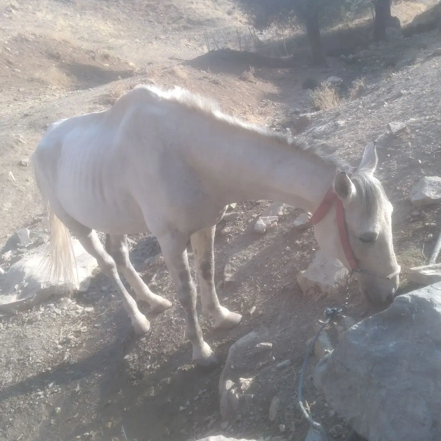 اسب|اسب و تجهیزات اسبسواری|سرشیو, |دیوار