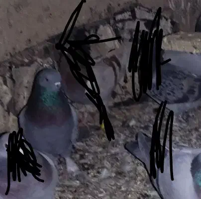 کبوترپاکستانی|پرنده|زابل, |دیوار