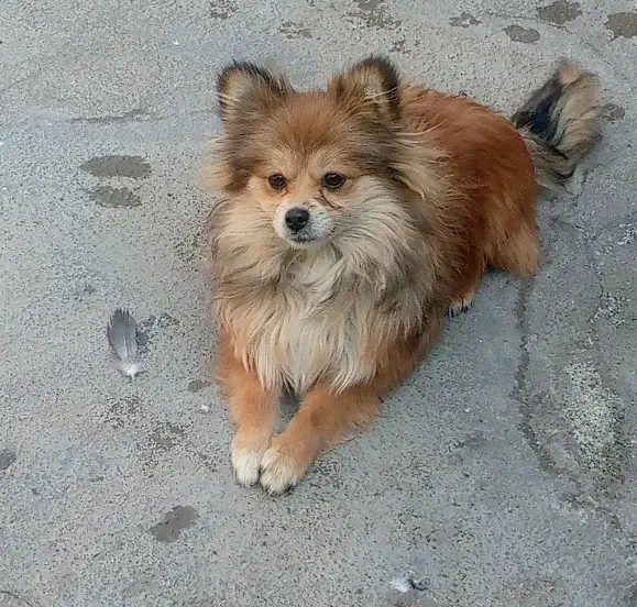 پامرروباهی|سگ|نقده, |دیوار